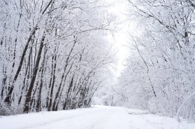 Donmuş ağaçlı kış yolu