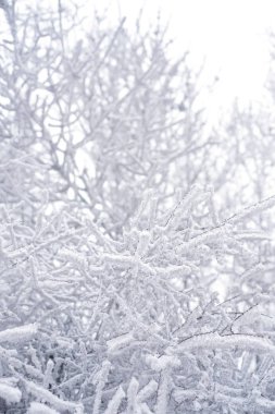 Kış ormanlarında gökyüzünde ağaç dalları