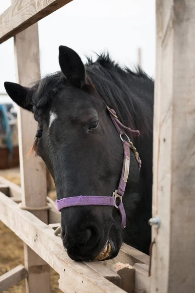 Cavallo nero bellissimo ritratto — Foto Stock