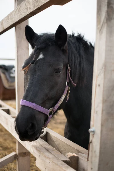 Cavallo nero bellissimo ritratto — Foto Stock