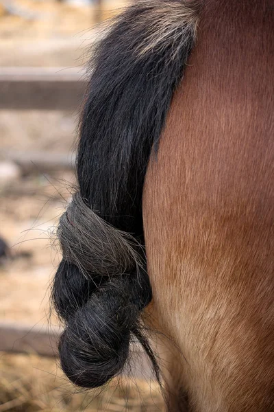 tail of a horse