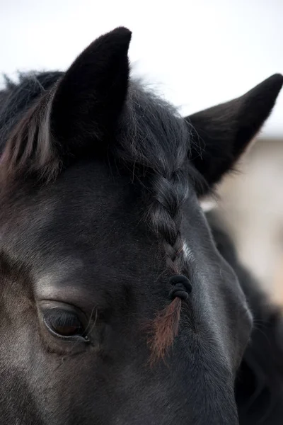 Cavallo nero bellissimo ritratto — Foto Stock