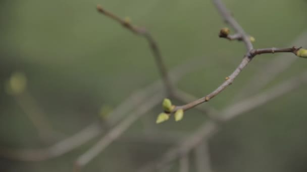 Foliage appears on the branches of trees — Stock Video