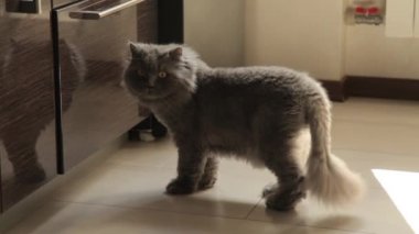 kedi evin etrafında yürüyüş