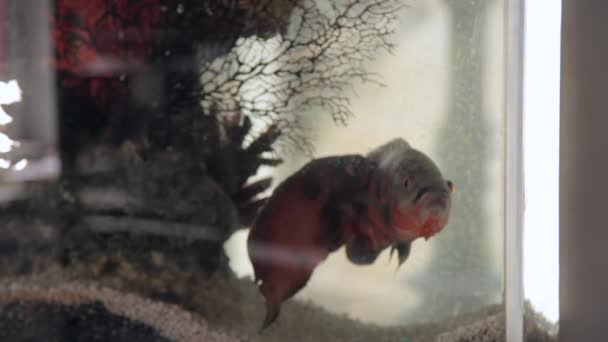 Astronotus poissons dans une maison Aquarium — Video