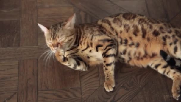 Bengal cat leckt pow — Stockvideo