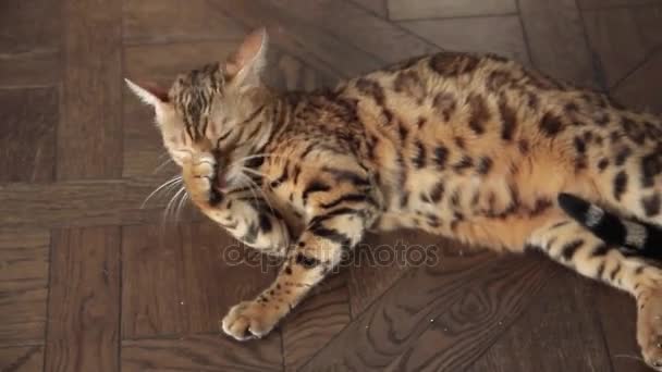 Бенгальская кошка лижет бум — стоковое видео