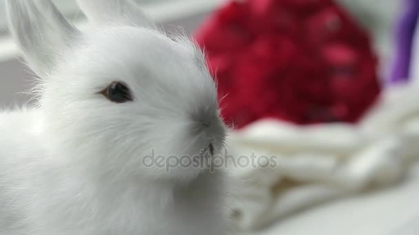 Plush rabbit looks like a living — Stock Video