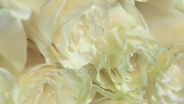 Boeket van witte rozen — Stockvideo