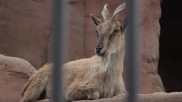 Markhor dans le zoo 
