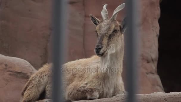 Markhor en el Zoo — Vídeos de Stock