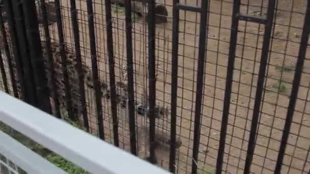 Leopardo en una jaula . — Vídeos de Stock