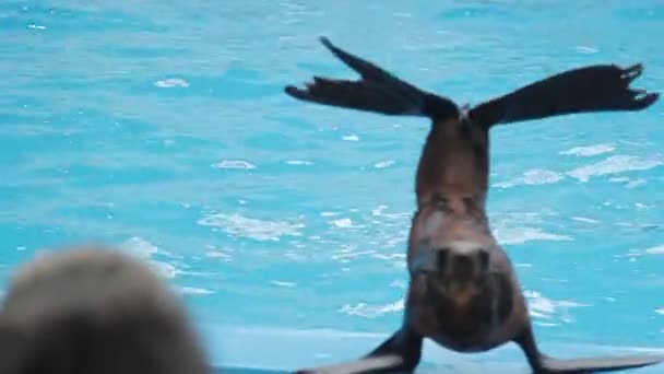 Γούνα φώκιας στον ζωολογικό κήπο — Αρχείο Βίντεο