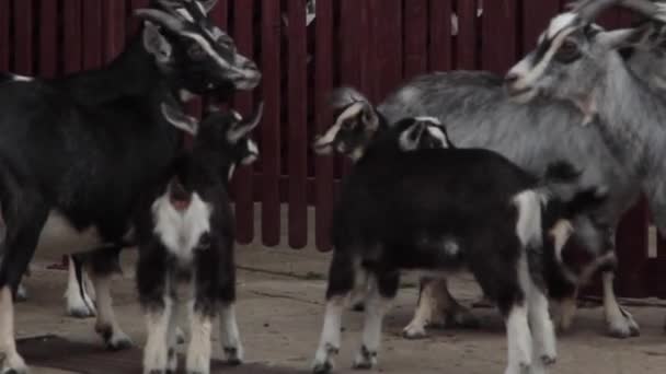 Hayvanat Bahçesinde keçi ve keçi — Stok video