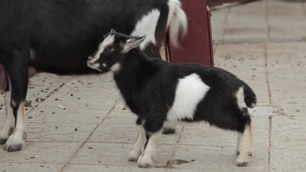 Kecske-és goatling az állatkert — Stock videók