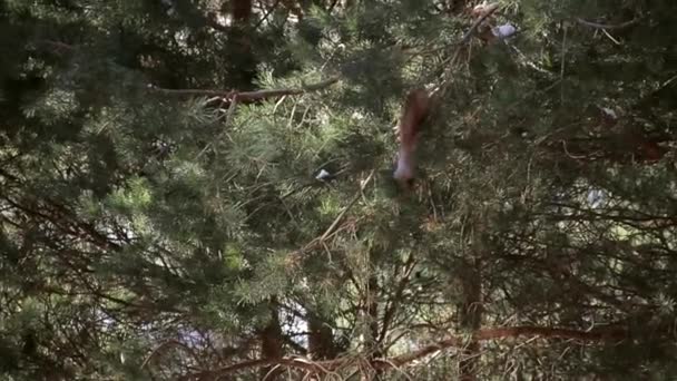 Écureuil sur un arbre mangeant des cônes — Video