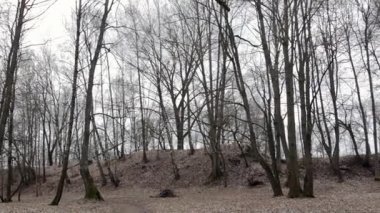 Soğuk boş sonbahar orman