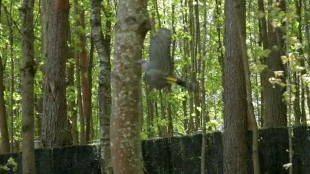 Falsche Vögel hängen an einem Baum — Stockvideo