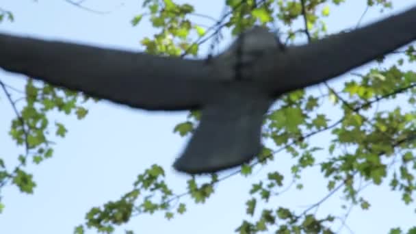 Faux oiseaux suspendus à un arbre — Video