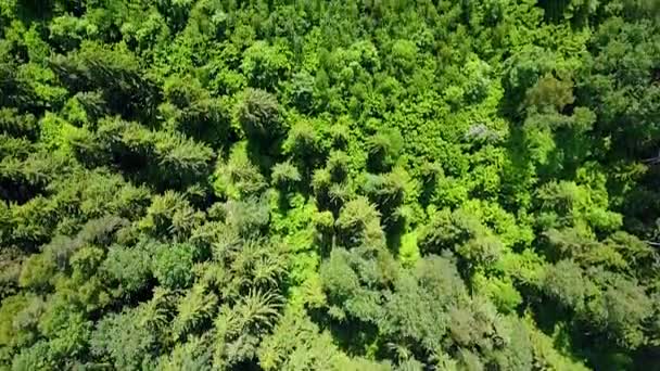 Безпілотник летить над сосновим лісом — стокове відео