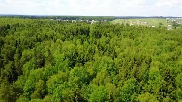 Drone survole la forêt de pins — Video