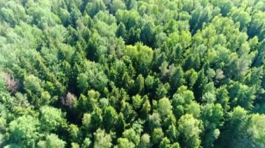 çam ormanı üzerinde casus uçak uçar