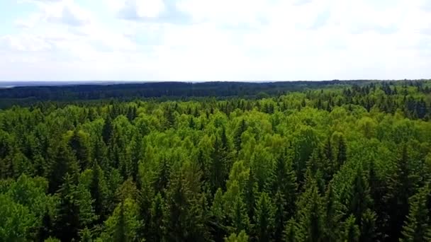 Drone survole la forêt de pins — Video