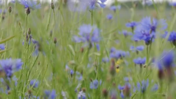 野花。矢车菊宁 — 图库视频影像