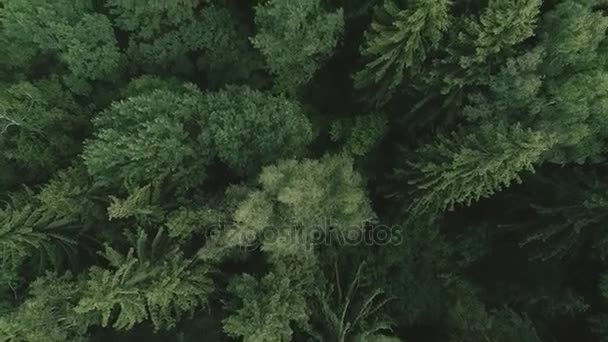 Vol par drone au-dessus de la forêt — Video