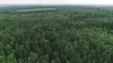 İnsansız hava aracı ormanda uçuyor.