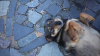 Köpeğini okşayarak metresi