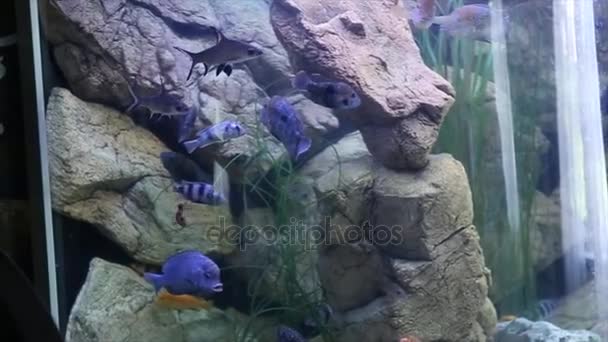 I pesci nuotano nell'acquario — Video Stock