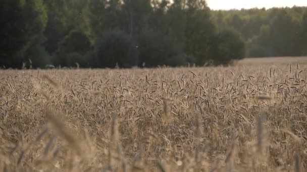 Champ de blé. Les oreilles battent lentement dans le vent .