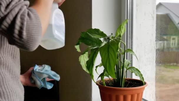 Girl takes care of plants — Stock Video