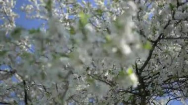 Kiraz ağacı çiçek