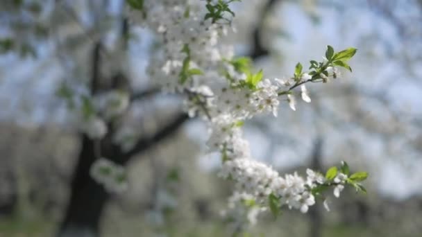 Вишневе дерево розквітло — стокове відео