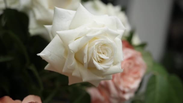 Mooie roos knoppen close-up uitzicht — Stockvideo