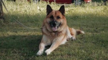 Köpek çimenlerin ve bekçilerin üzerine uzanıyor.