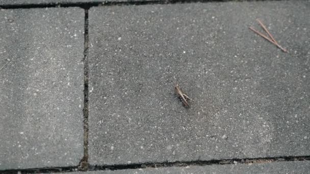 Gräshoppa sitter på asfalten och förbereda snaror att hoppa — Stockvideo