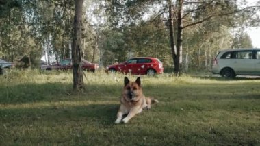 Köpek çimenlerin ve bekçilerin üzerine uzanıyor.