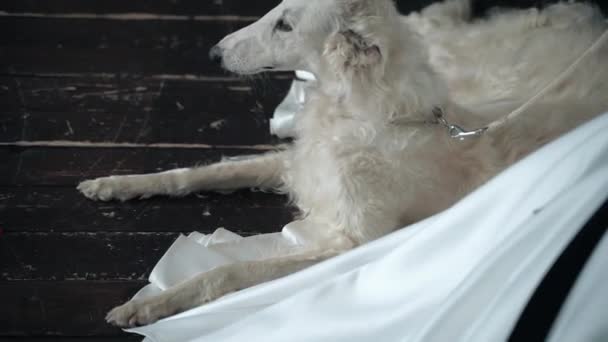 Un chien aux cheveux blancs est couché sur le sol — Video