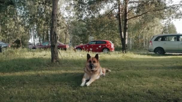 Der Hund liegt auf dem Gras und wacht — Stockvideo