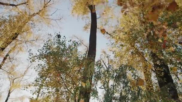 Folhas de outono caem de árvores para baixo — Vídeo de Stock