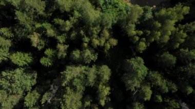 Kamera ormanın üzerinde uçuyor