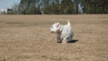 Güzel beyaz köpek kameraya doğru koşuyor.