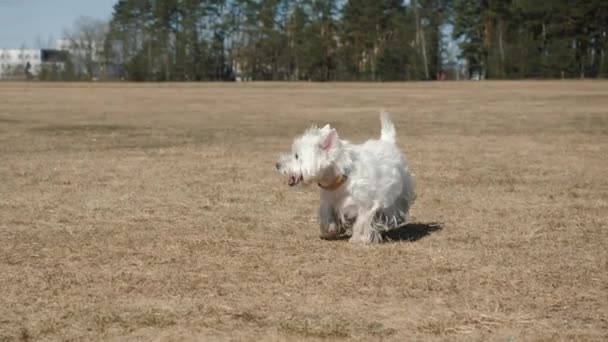 Vacker vit hund springer rakt mot kameran — Stockvideo