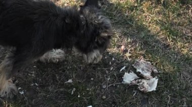 Sokak köpeği tavuk kemiği yer.