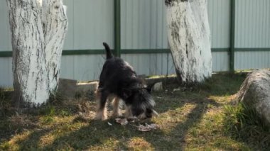 Sokak köpeği tavuk kemiği yer.