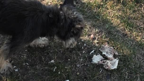 Een zwerfhond eet kippenbotjes. — Stockvideo