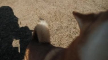 Güzel, bakımlı bir köpek burnunu kameraya sokar.